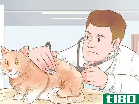 Image titled Give Selamectin to Cats with Parasites Step 10
