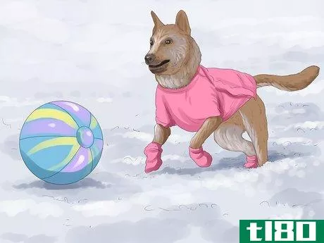 Image titled Keep Your Pets Safe in Winter Step 4
