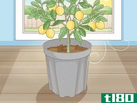 Image titled Grow Lemon Trees Indoors Step 11