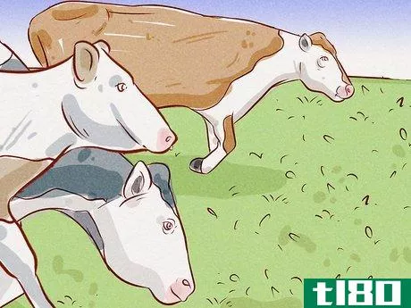 Image titled Herd Cattle Step 15