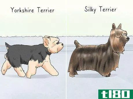 如何识别约克郡梗(identify a yorkshire terrier)