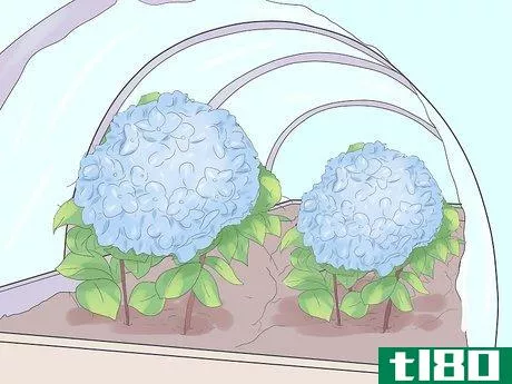 Image titled Grow Hydrangeas Step 9
