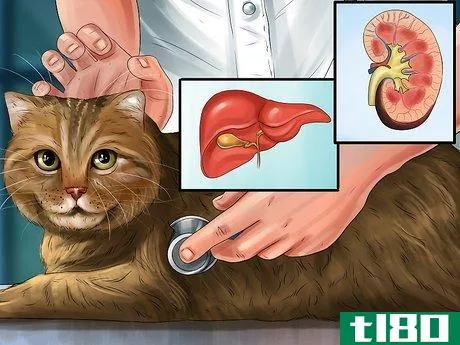 Image titled Give Amlodipine Besylate to Cats with High Blood Pressure Step 2