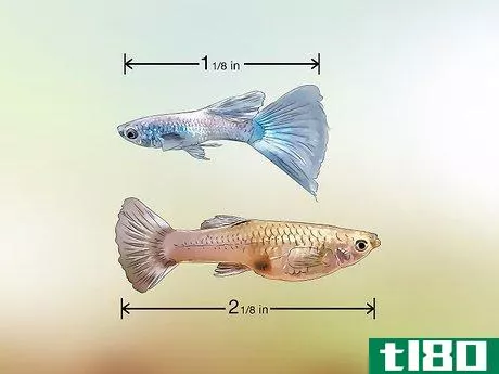 Image titled Identify Male and Female Guppies Step 2