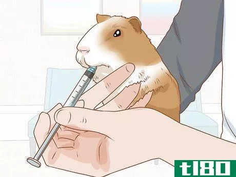 Image titled Get Your Guinea Pig to Eat a Treat Out of Your Hand Step 13