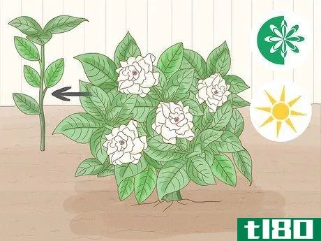 如何用插条种栀子(grow gardenia from cuttings)