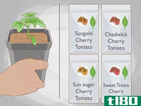 如何种植樱桃番茄(grow cherry tomatoes)