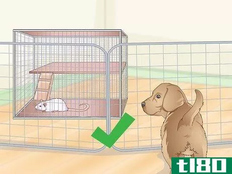 Image titled Keep Pet Rats Safe Around Other Pets Step 9