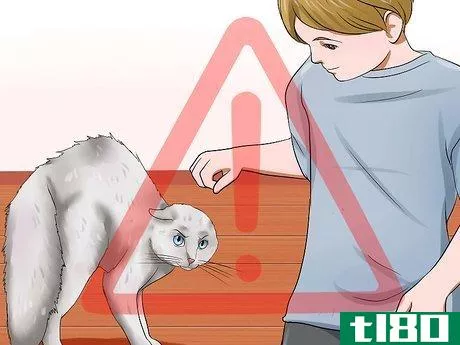 Image titled Identify if Your Cat Has Had a Stroke Step 19