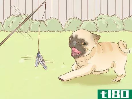 Image titled Identify a Pug Step 10