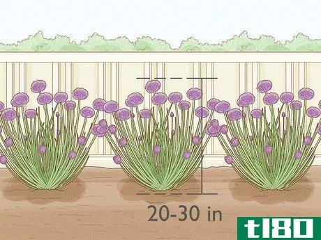 Image titled Grow Chives Step 3