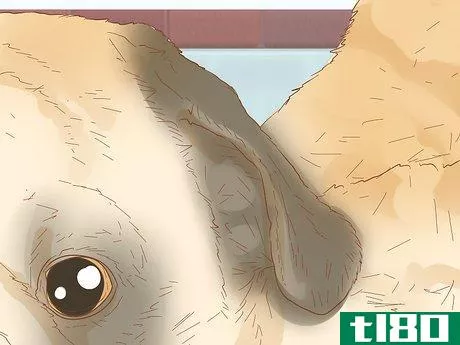 Image titled Identify a Pug Step 5