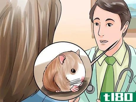 Image titled Groom a Hamster Step 14