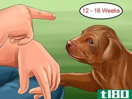 Image titled Introduce Training to a New Puppy Step 1