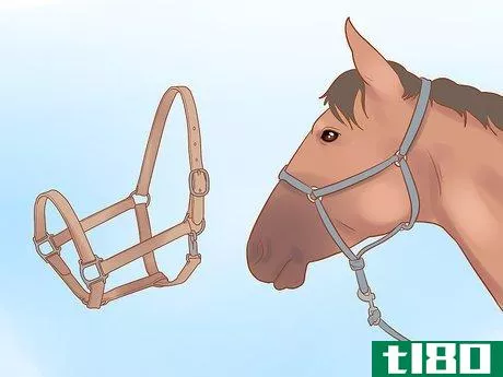 Image titled Handle and Control a Stallion Step 1