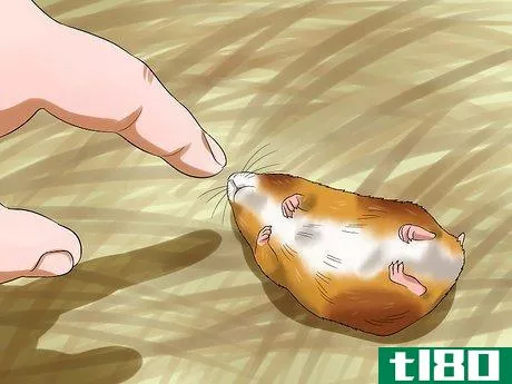 Image titled Get a Hamster out of Hibernation Step 3