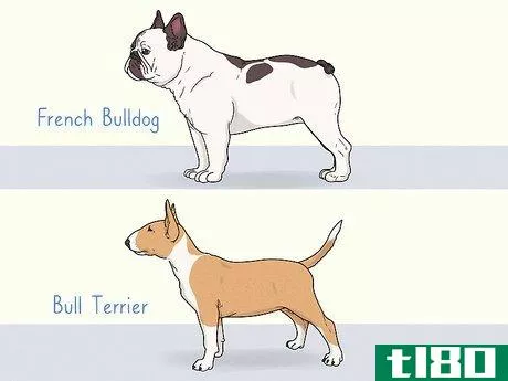 Image titled Identify a French Bulldog Step 17