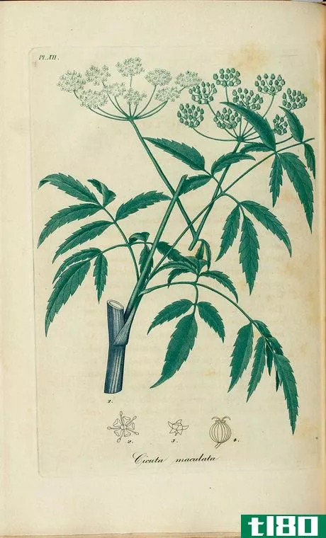 Image titled Cicuta maculata, American hemlock