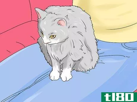 Image titled Identify a Siberian Cat Step 9