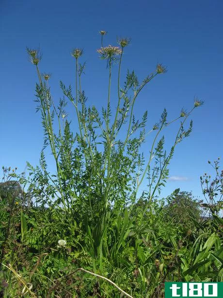 Image titled Daucus carota plant2