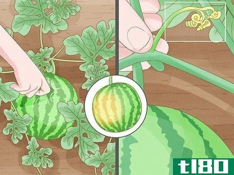 Image titled Grow Watermelons Step 10