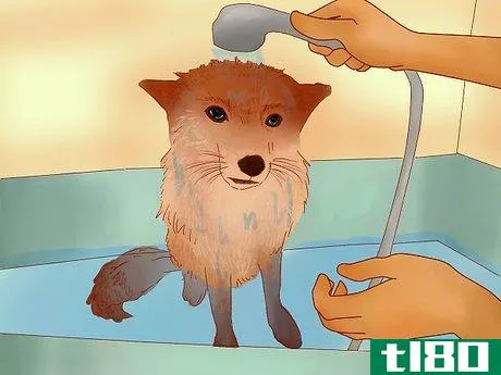 Image titled Groom a Pet Fox Step 4