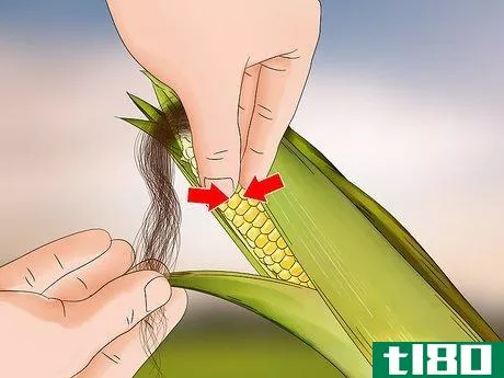 Image titled Harvest Corn Step 3