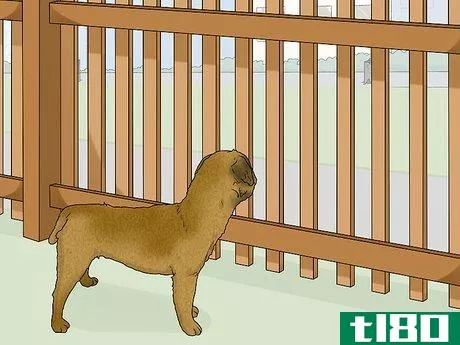 Image titled Identify a Border Terrier Step 10