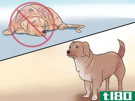 Image titled Identify Mange on Dogs Step 17
