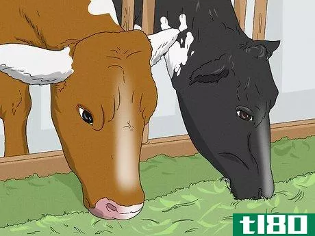 Image titled Increase Dairy Milk Production Step 1