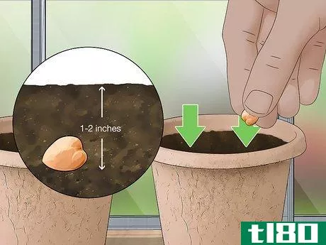 Image titled Grow Chickpeas Step 3
