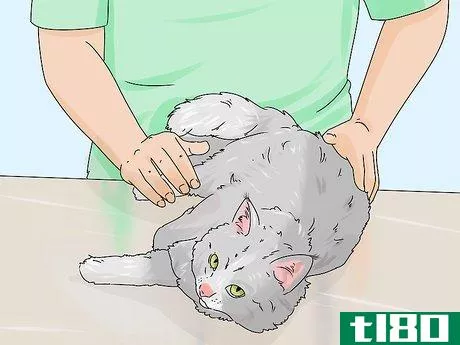 Image titled Identify a Siberian Cat Step 5