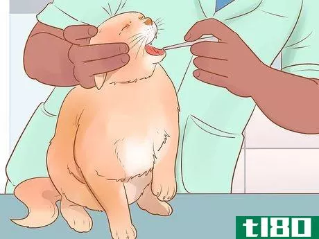 Image titled Know if Your Cat Is Sick Step 15