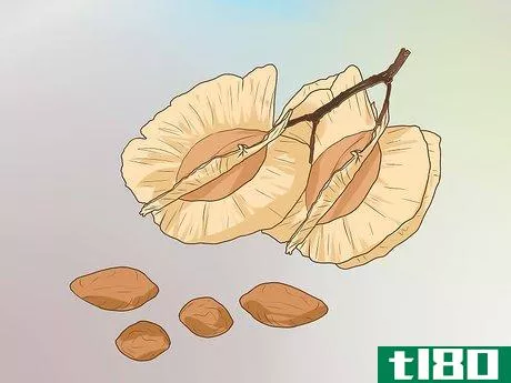Image titled Identify an Elm Tree Step 10