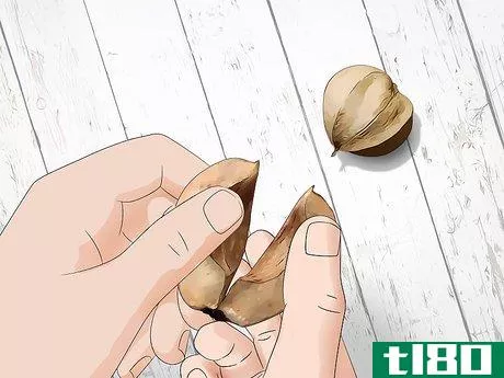 Image titled Identify Hickory Nuts Step 15