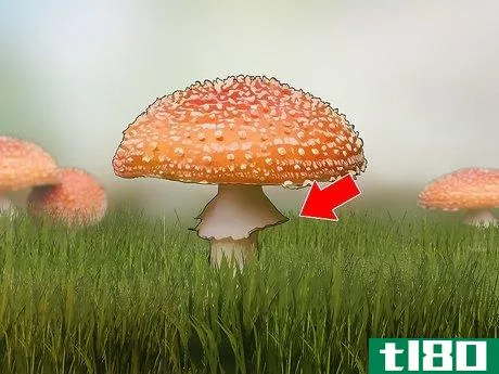Image titled Identify Poisonous Mushrooms Step 6
