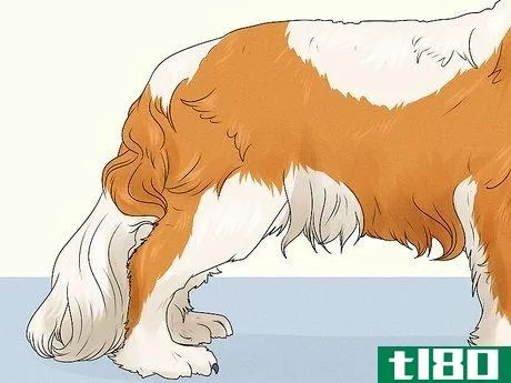 Image titled Identify a Cavalier King Charles Spaniel Step 5