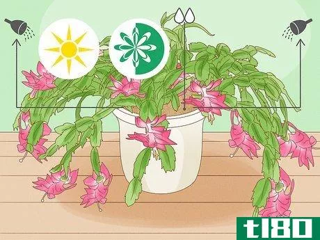 Image titled Get a Christmas Cactus to Bloom Step 8