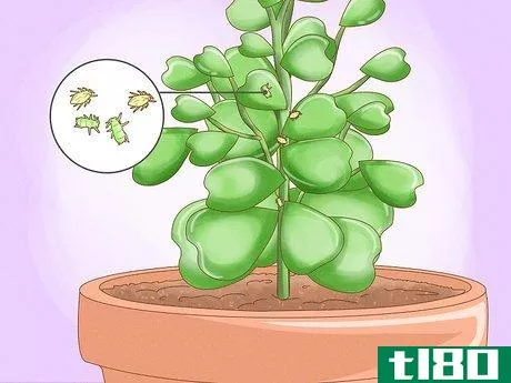 Image titled Get a Hoya Plant to Bloom Step 19