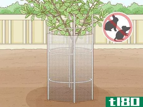 Image titled Grow Pear Trees from Seed Step 20