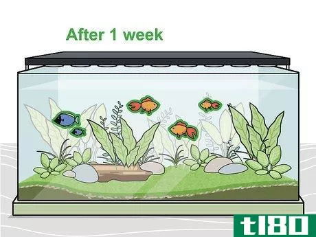 Image titled Grow Freshwater Aquarium Plants Step 11