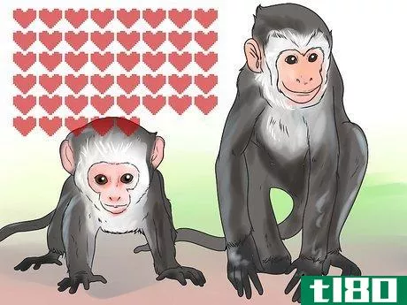 Image titled Keep Capuchin Monkeys As Pets Step 2