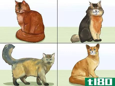 Image titled Identify a Somali Cat Step 1