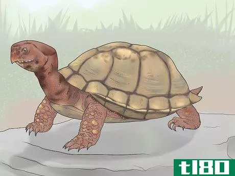 如何识别海龟(identify turtles)