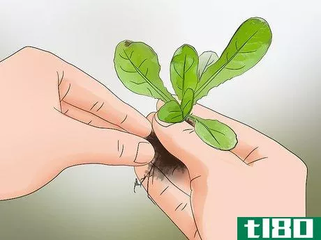 Image titled Grow Lettuce in a Pot Step 14