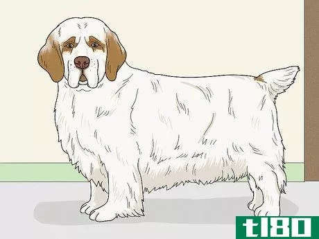 Image titled Identify a Clumber Spaniel Step 9