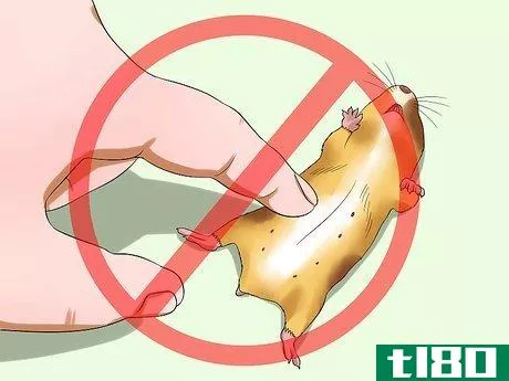 Image titled Know when Your Hamster Is Pregnant Step 10