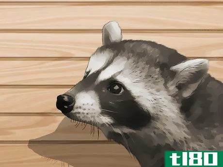 如何把阁楼上的浣熊赶走(get rid of raccoons in your attic)