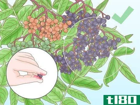 Image titled Harvest Elderberries Step 2