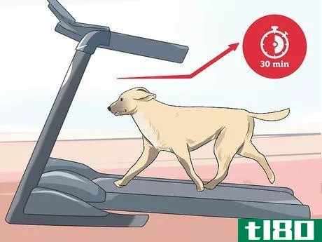 Image titled Get a Dog to Use a Treadmill Step 7